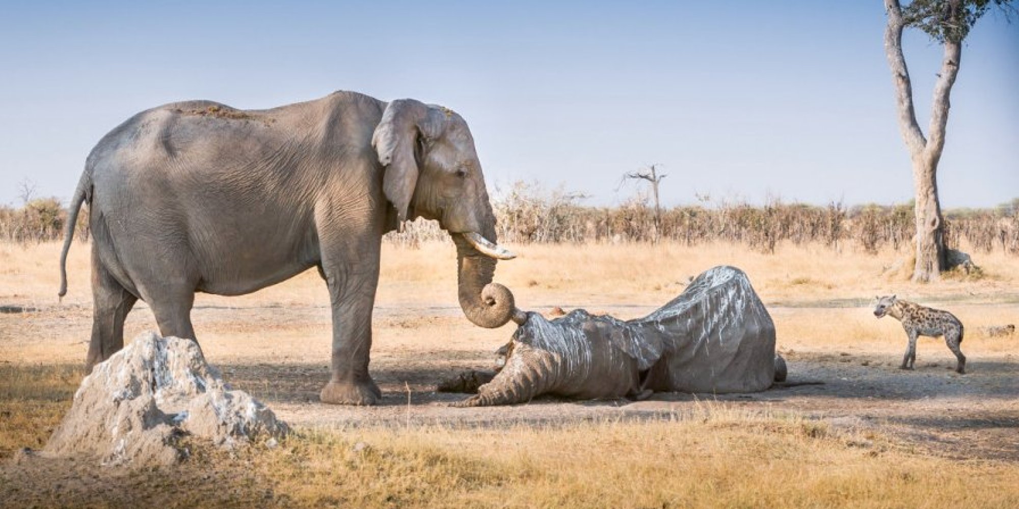 Elephant Clings To Tusk Of Dead Friend In Botswana (PICTURE) HuffPost UK