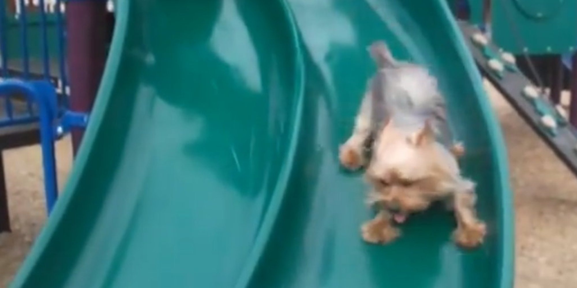 Lots Of Puppies On Lots Of Slides. What More Do You Need? HuffPost