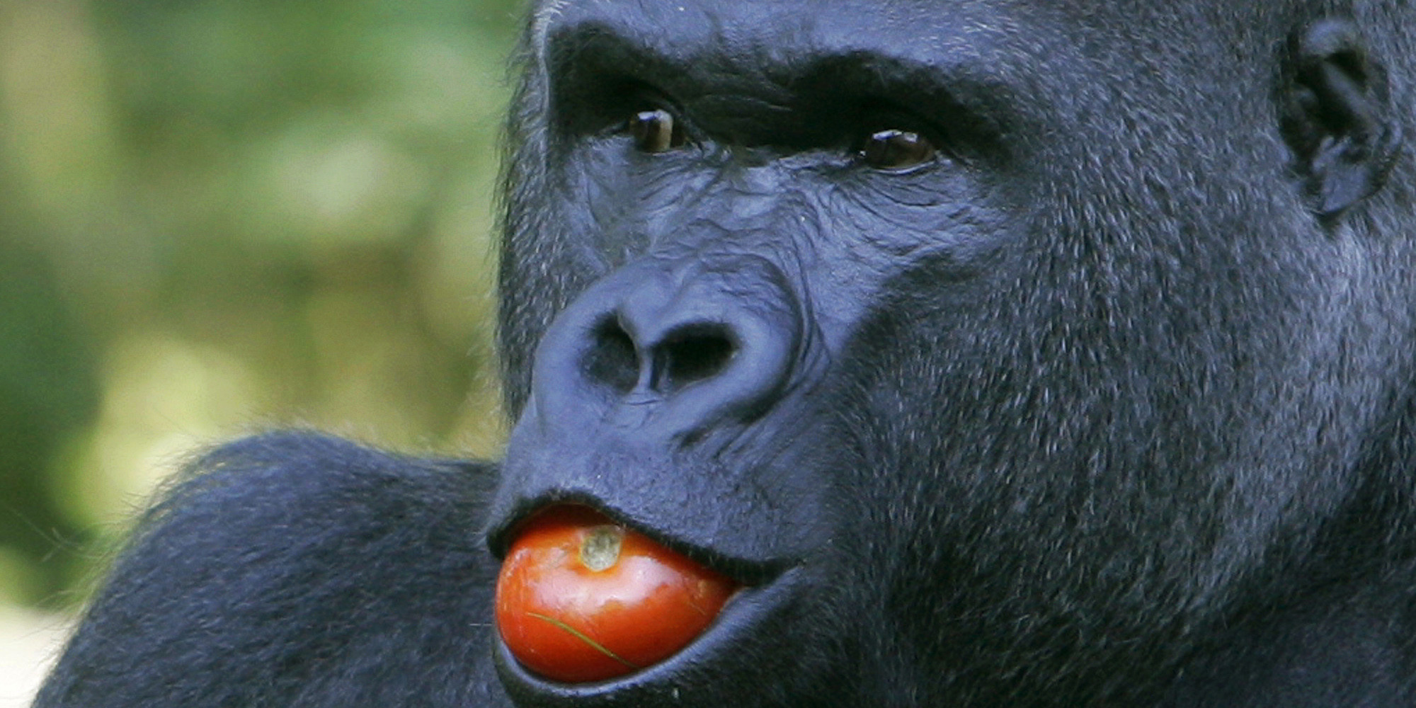 Why Do Gorillas Regurgitate Food And Eat It at jameslroarko blog