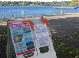 toxic algae climate change