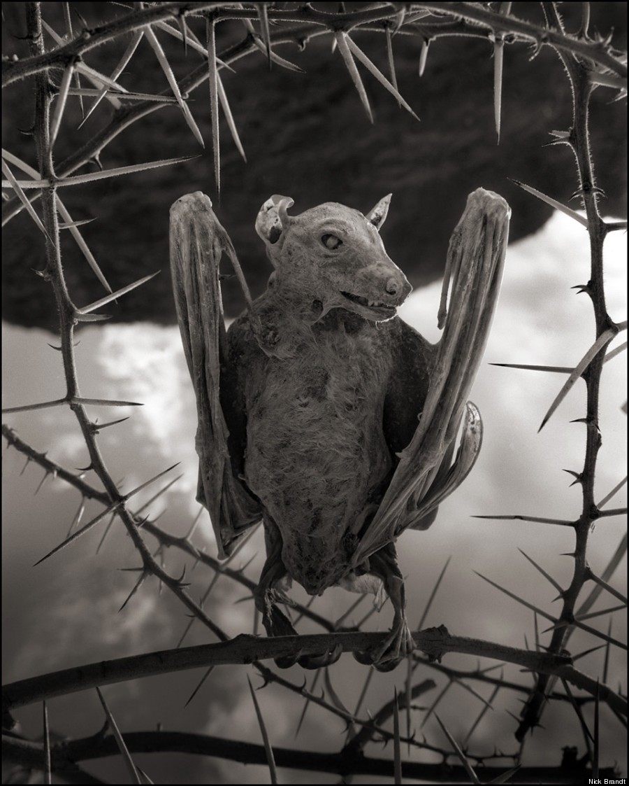 calcified bat