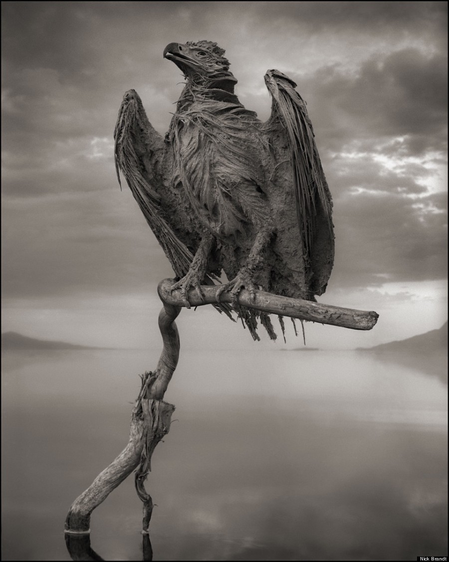 calcified fish eagle