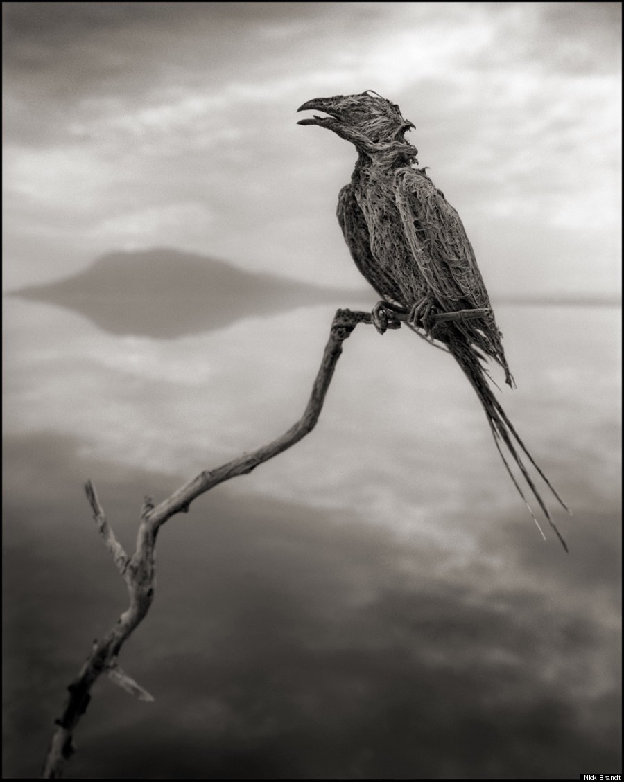 calcified songbird