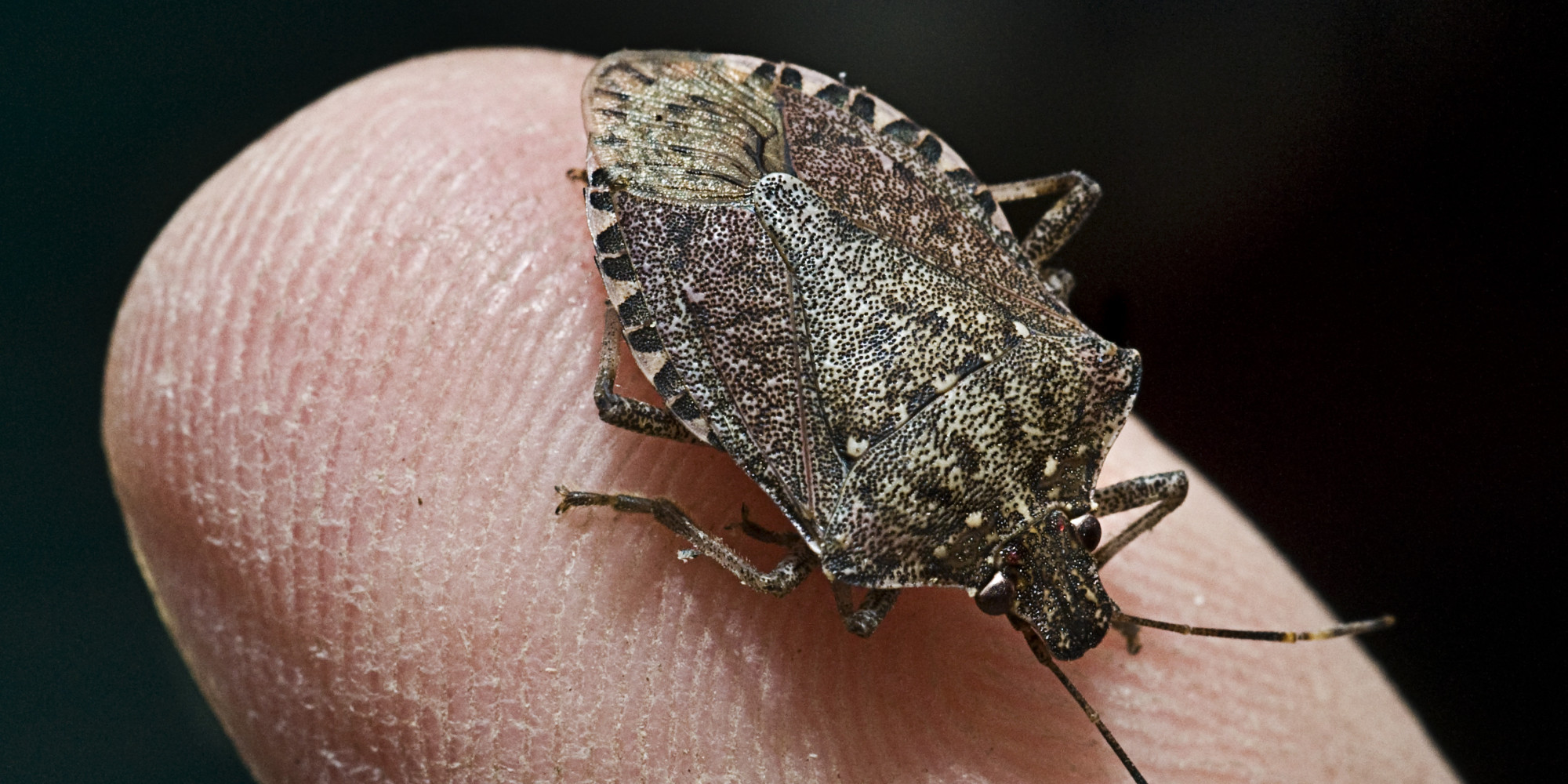 What Does A Stink Bug Look Like Up Close At Lucy Barker Blog