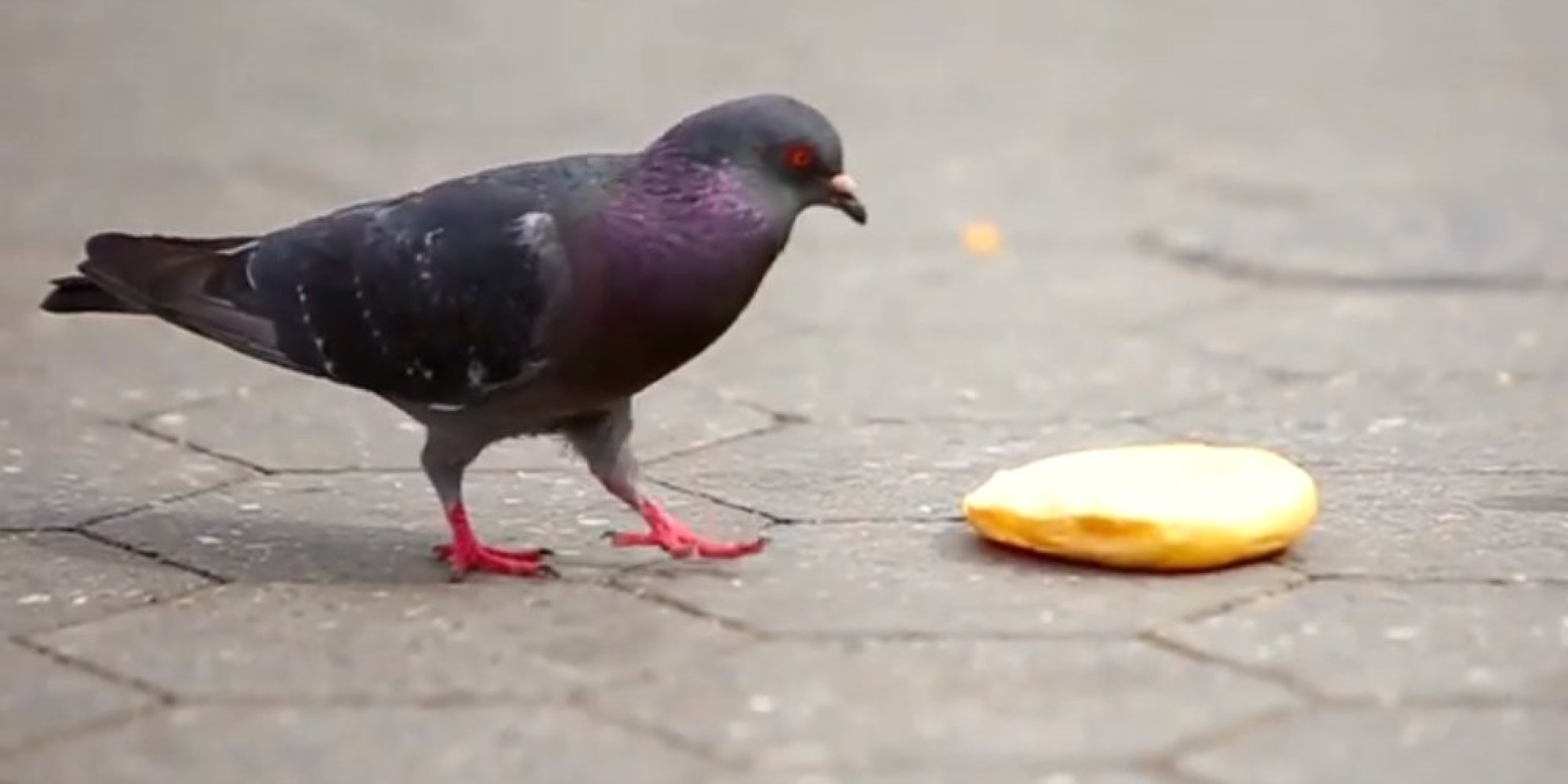 The Secret Life Of NYC Pigeons (VIDEO) | HuffPost