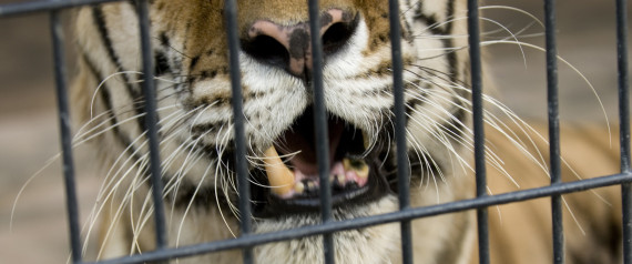 tiger attack oklahoma zoo