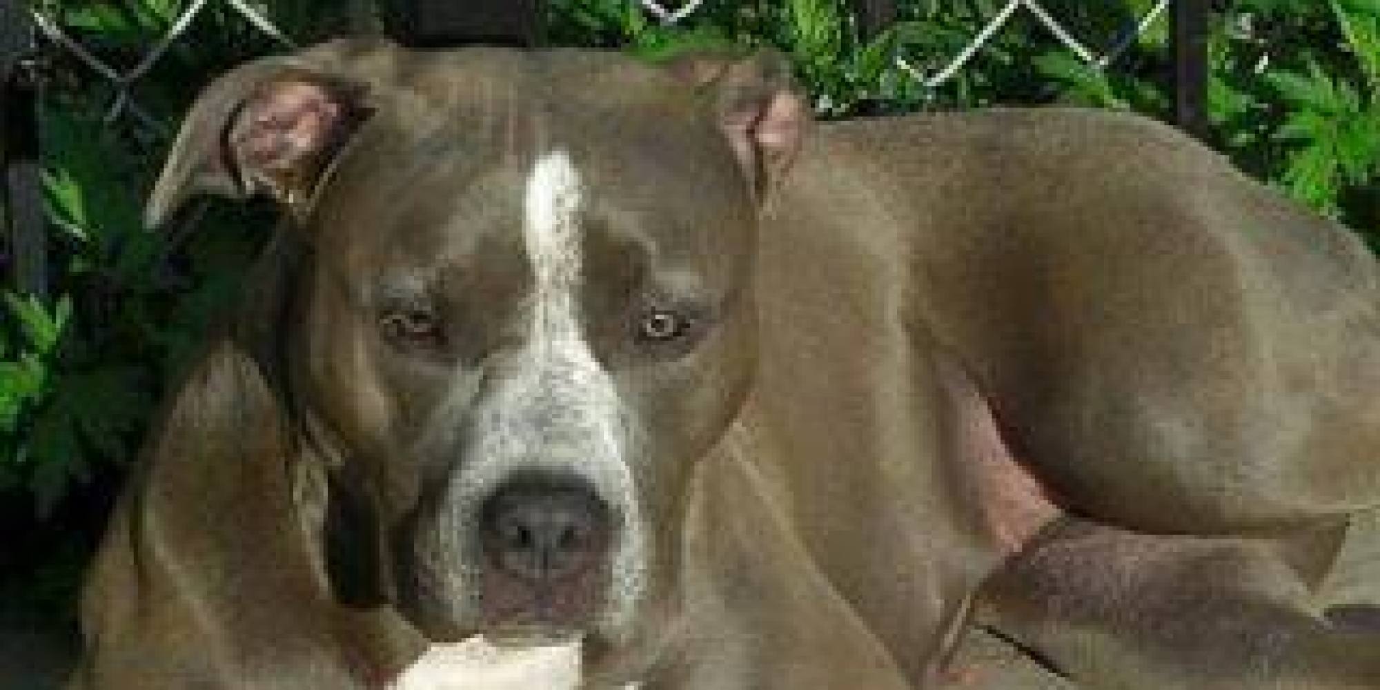 Maryland Judge Orders County With Pit Bull Ban To Return Service Dog