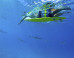 California Surfer Says Great White Shark Came Out Of Nowhere