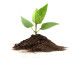 Talk To A Plant: New Web Experiment Tests Myth That Plants Grow Stronger When Talked To