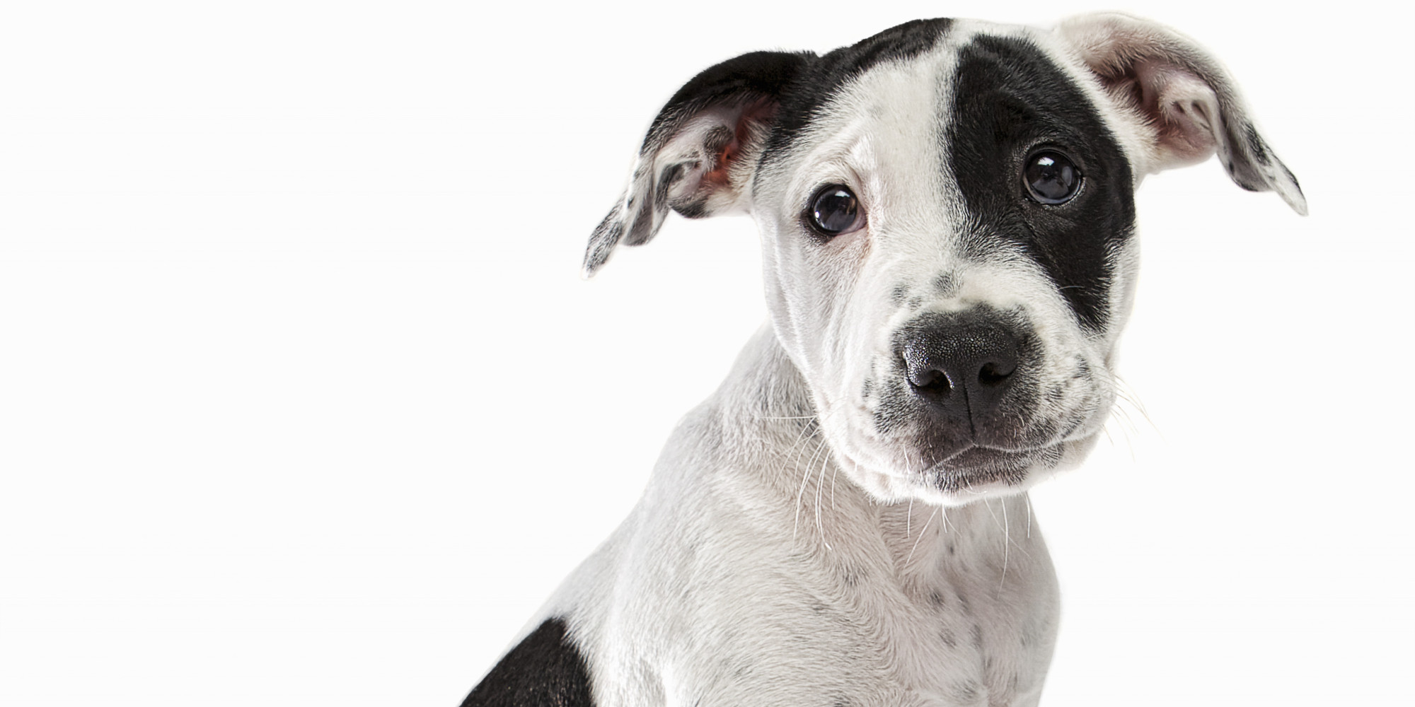 Woman Allegedly Suffocated Puppies In Cooler After Fight With Dog