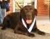 Boogie The Dog Runs Half-Marathon In Indiana; Wins Medal And... Appointment To Be Neutered