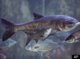 Asian Carp: Canada Joins Fight Against 