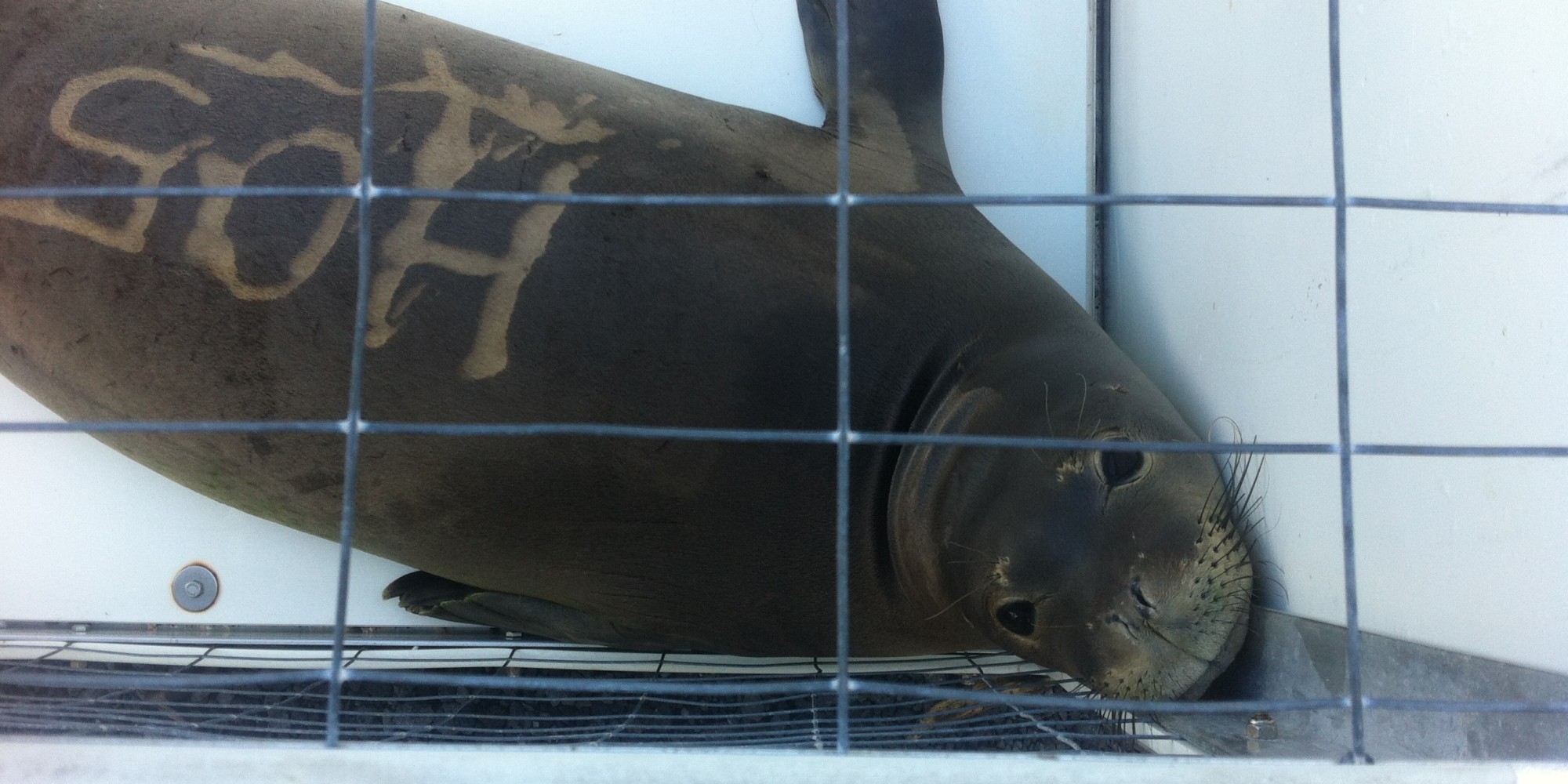 Monk Seal Bites Hawaii Island Swimmers HuffPost