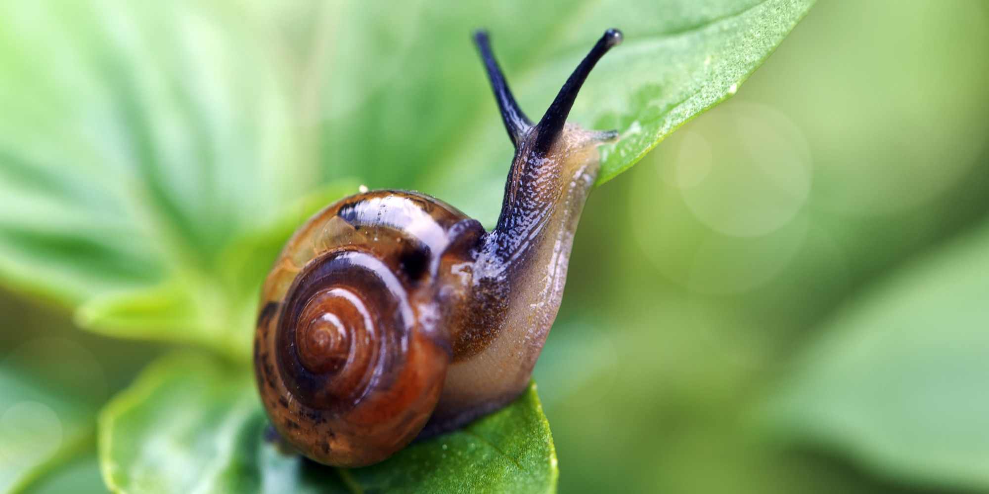 Snails (And Their Eggs) Are Low-Fat, Aphrodisiacs. But Would You Try