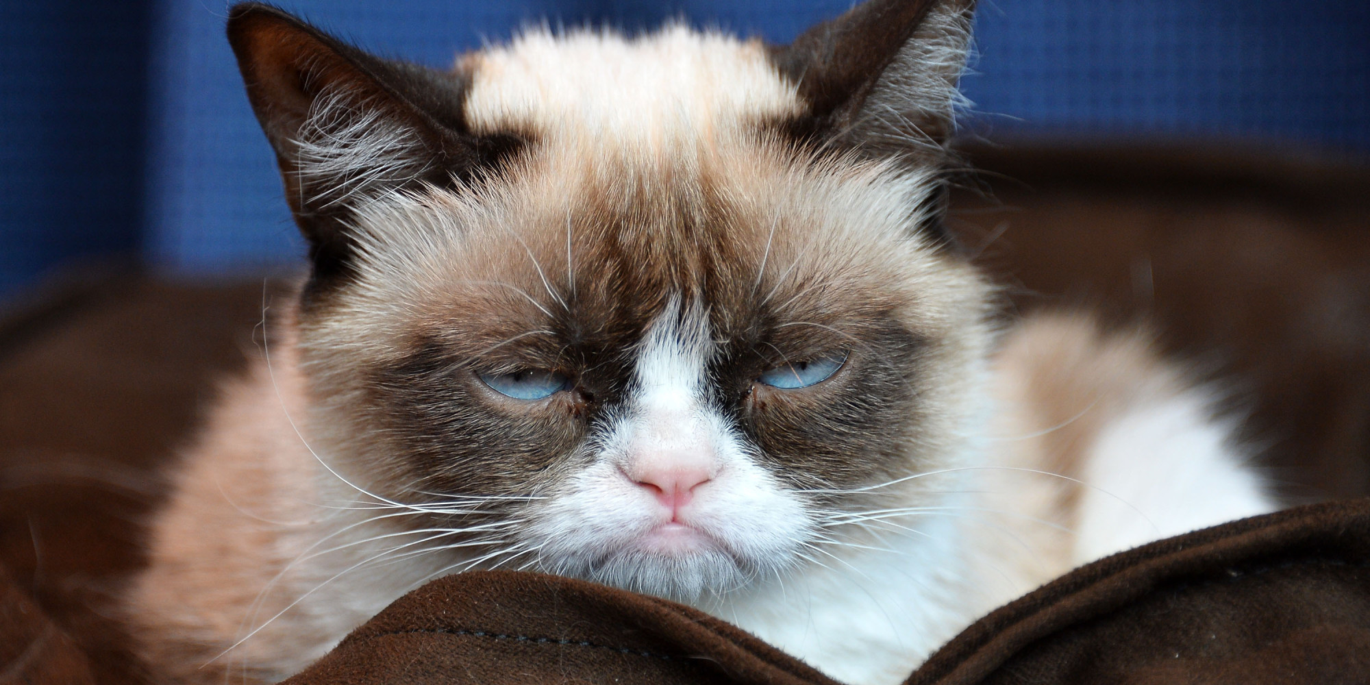 Petting Stressful For Some Cats, New Study Suggests (VIDEO) | HuffPost