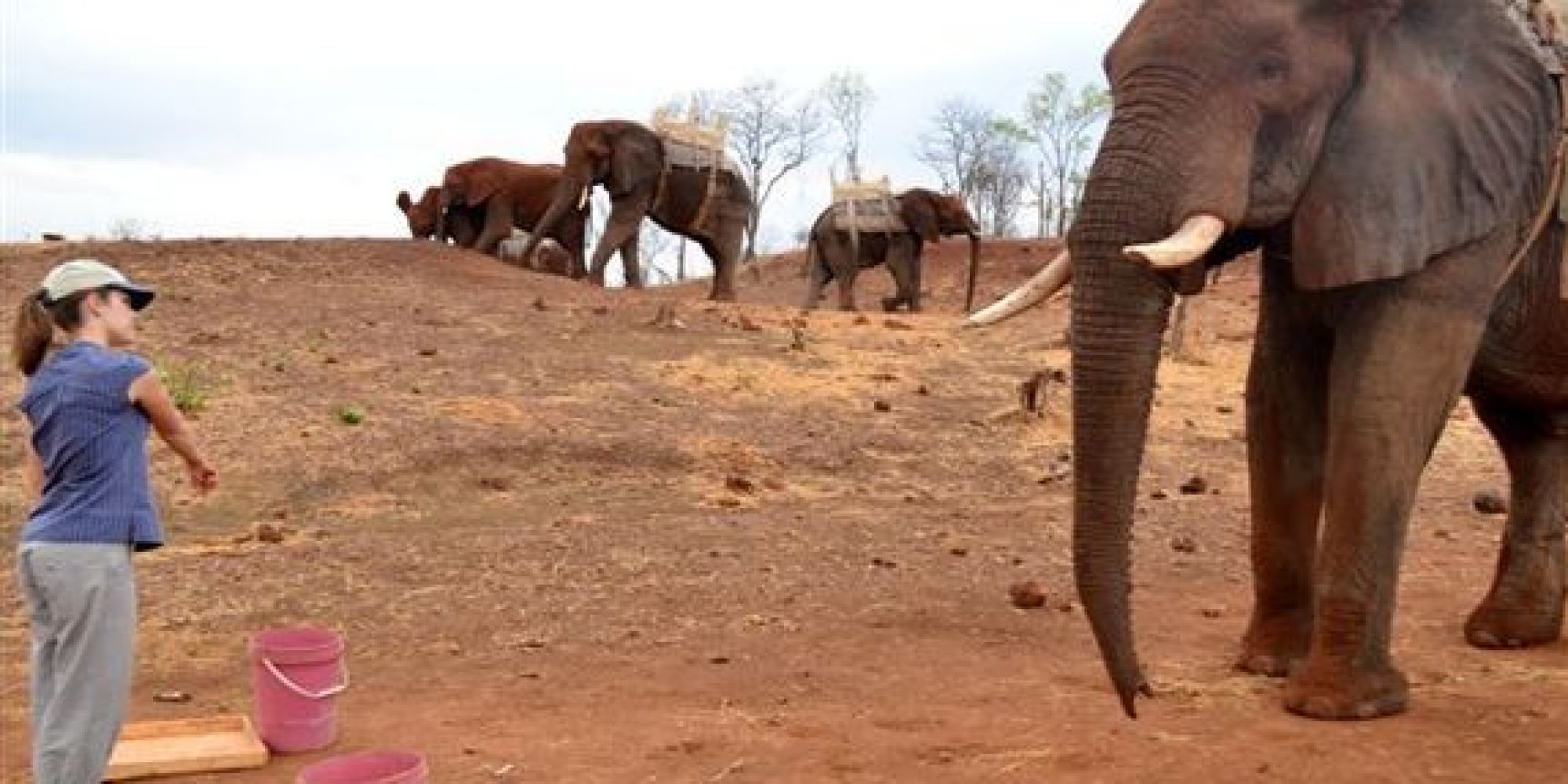 Elephants Can Understand Human Pointing Even Without Training, Study