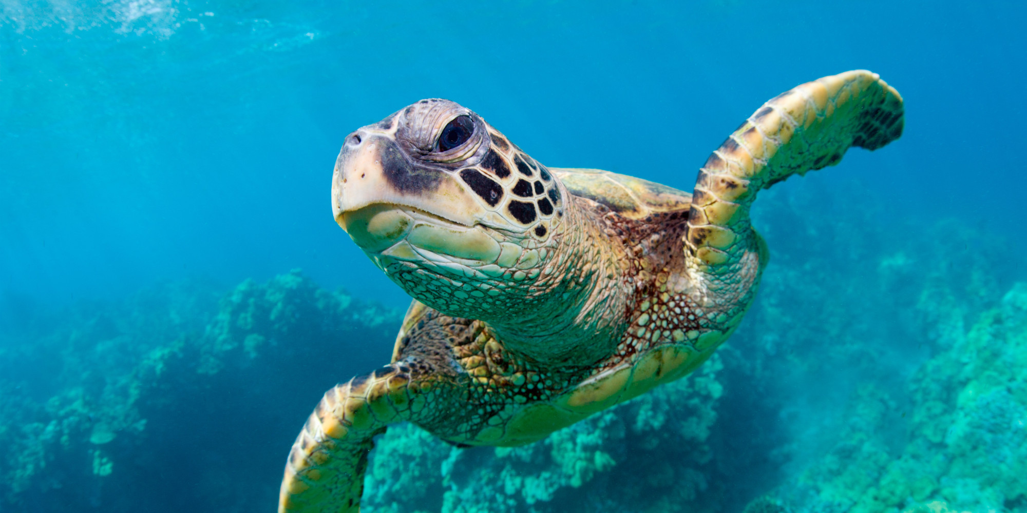 Species Of Sea Turtles In Florida