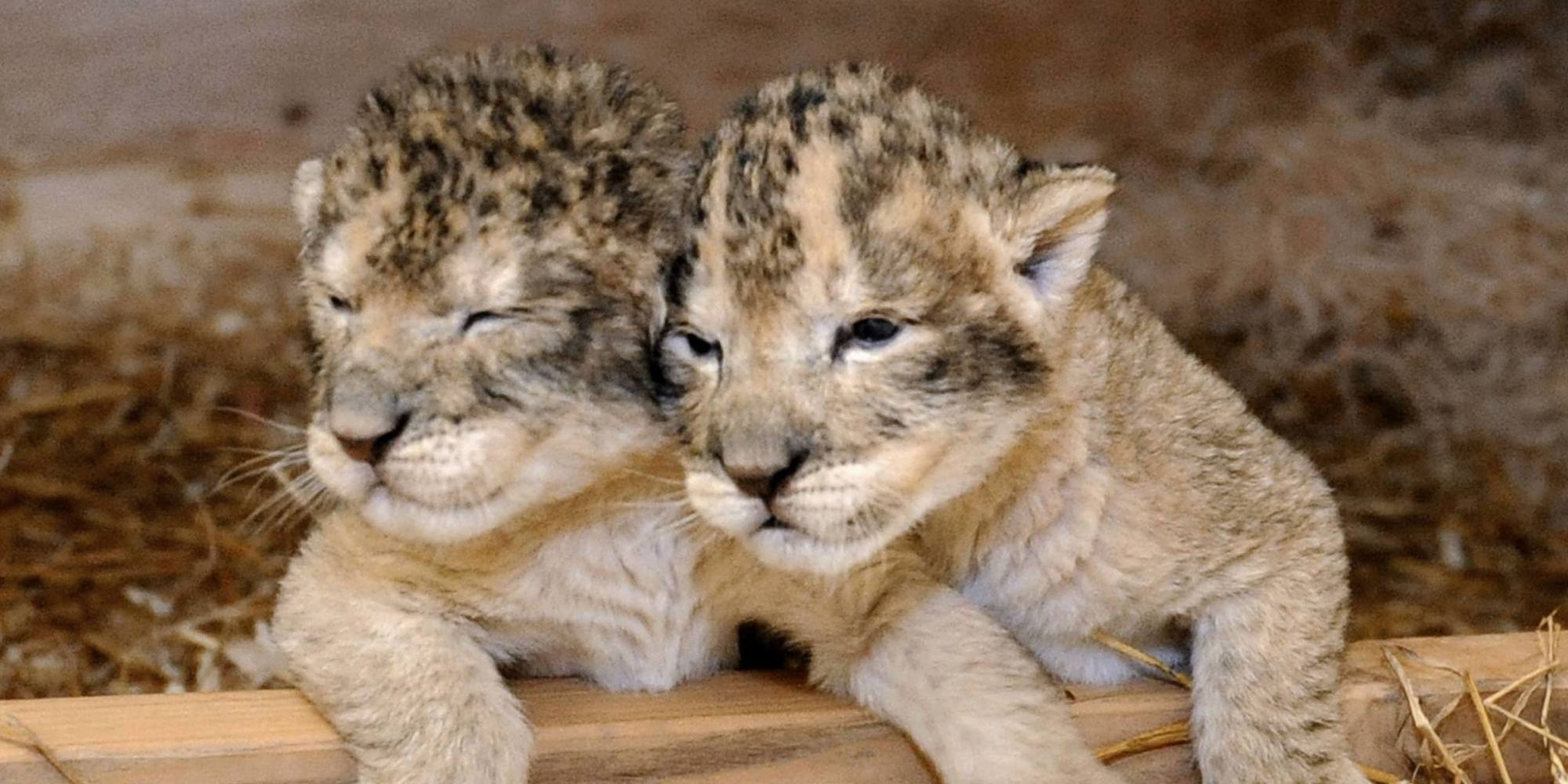 Lion Cubs� Birth At Maryland Zoo Is Bittersweet