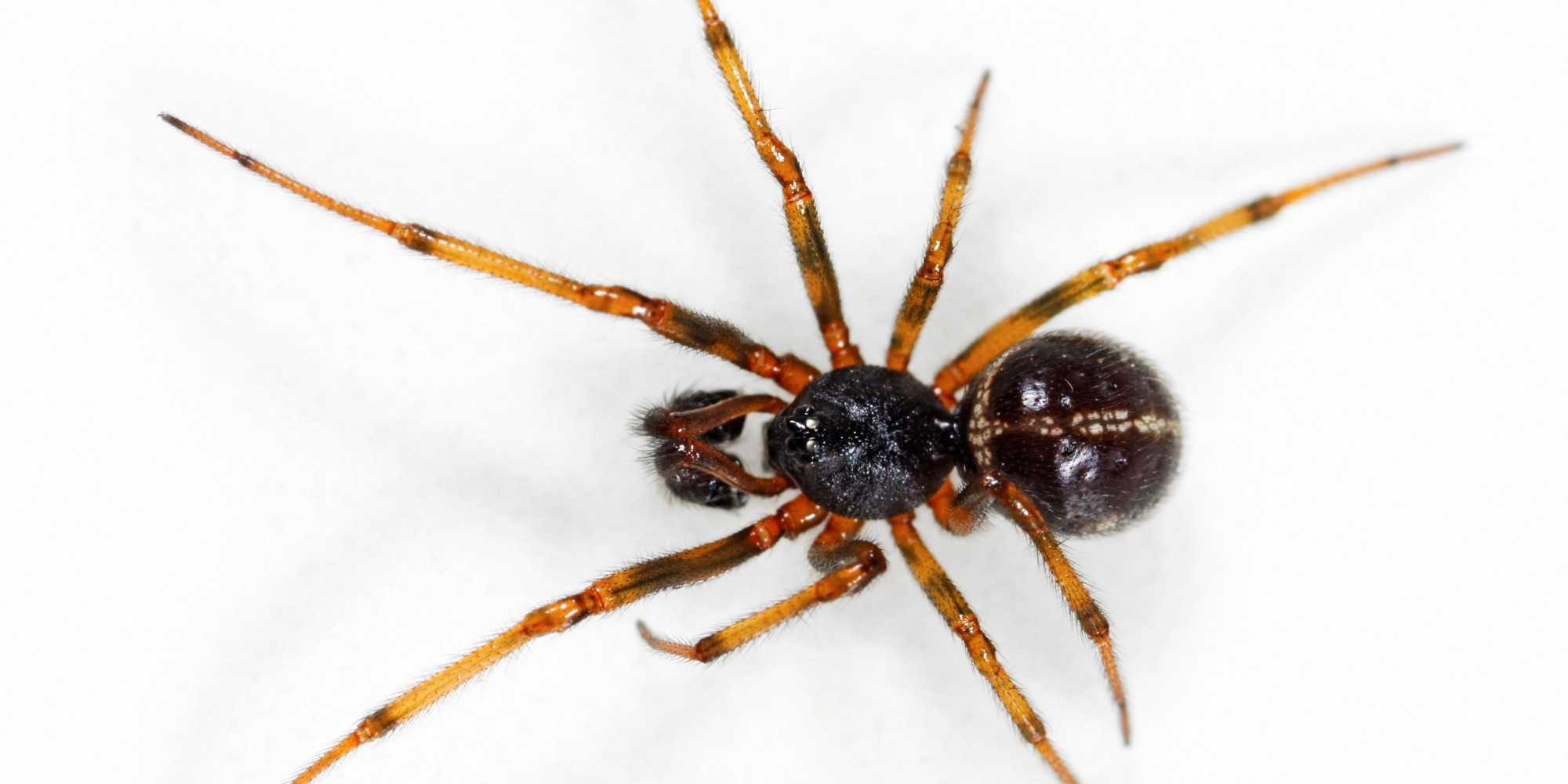 False Widow Spider Bite Causes Essex Decorator Ricki Whitmore To Almost