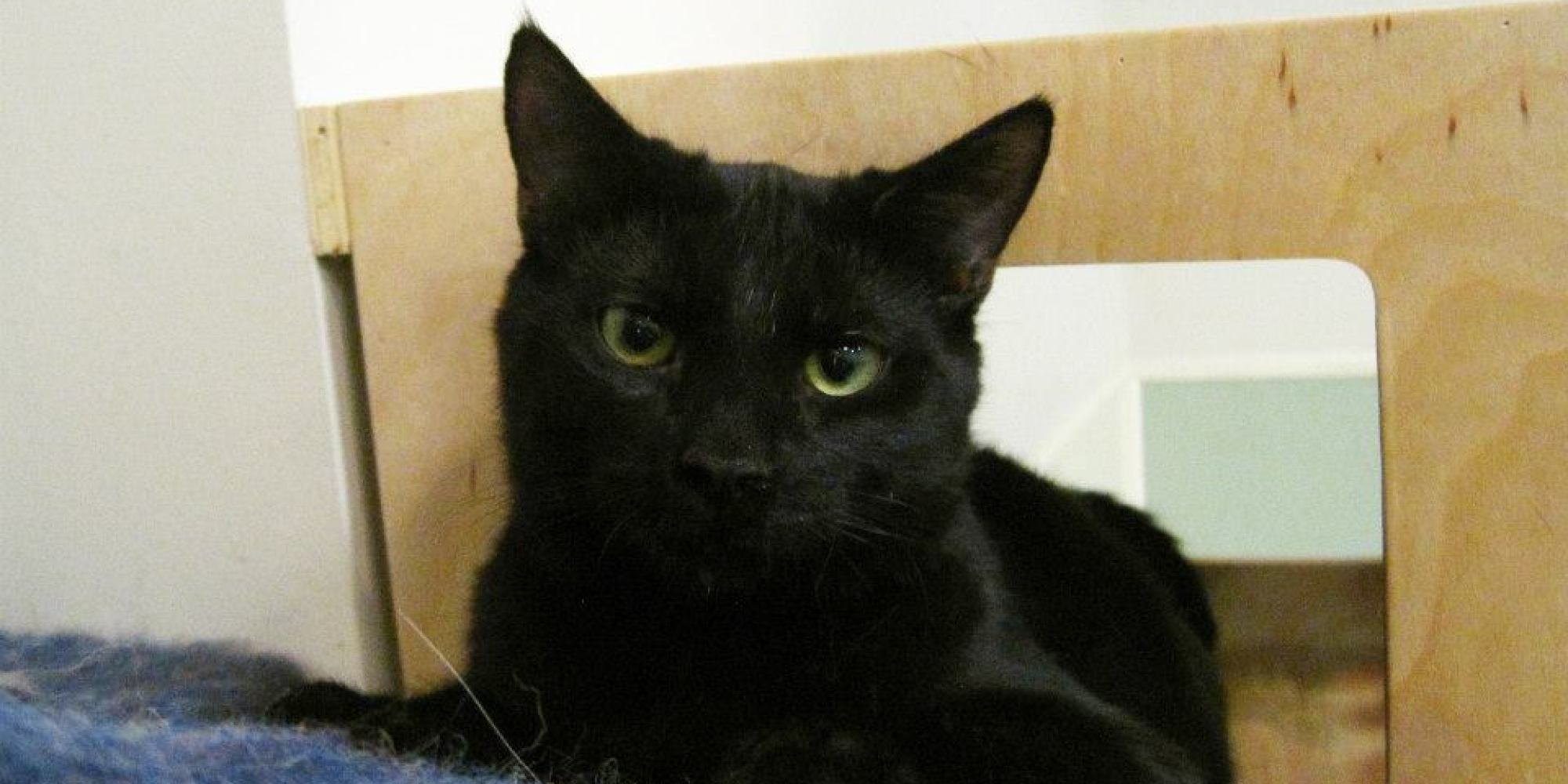 Kitten Stuck in a Drain Pipe for Nine Hours; Walks Away Unscathed