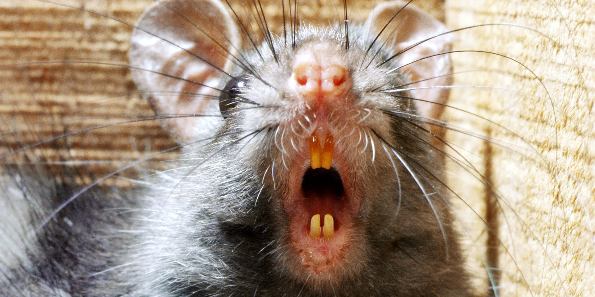 rats-so-big-the-cats-are-scared-worry-englewood-neighbors-huffpost