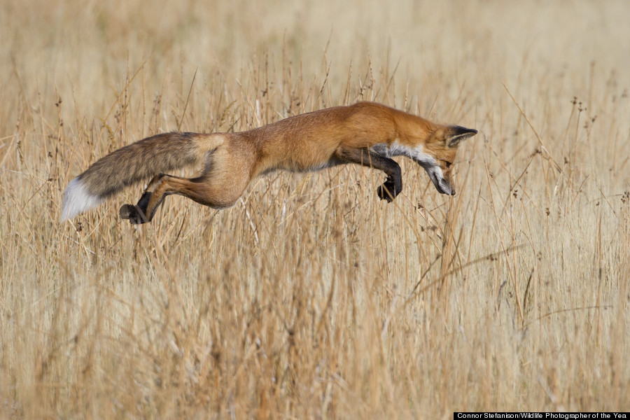 wildlife photographer of the year 2013