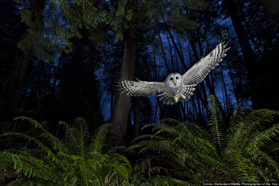 ... concurso Wildlife Photographer of the Year 2013 , vÃ­a HuffPost UK
