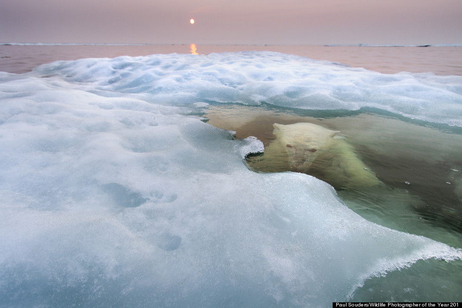 wildlife photographer of the year 2013