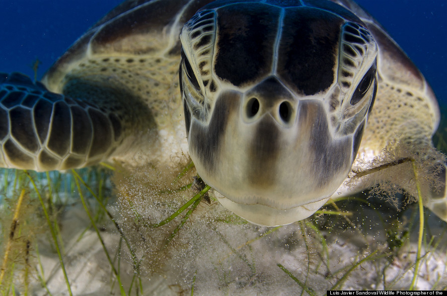 ... look at last year's winners of the Wildlife Photographer of the Year