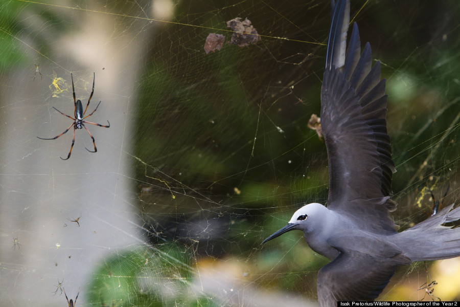 wildlife photographer of the year 2013