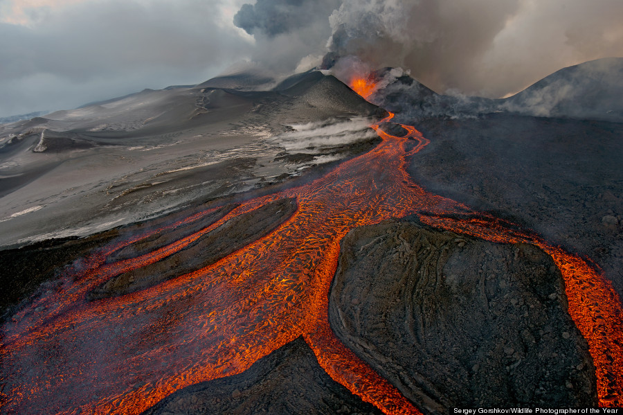 wildlife photographer of the year 2013