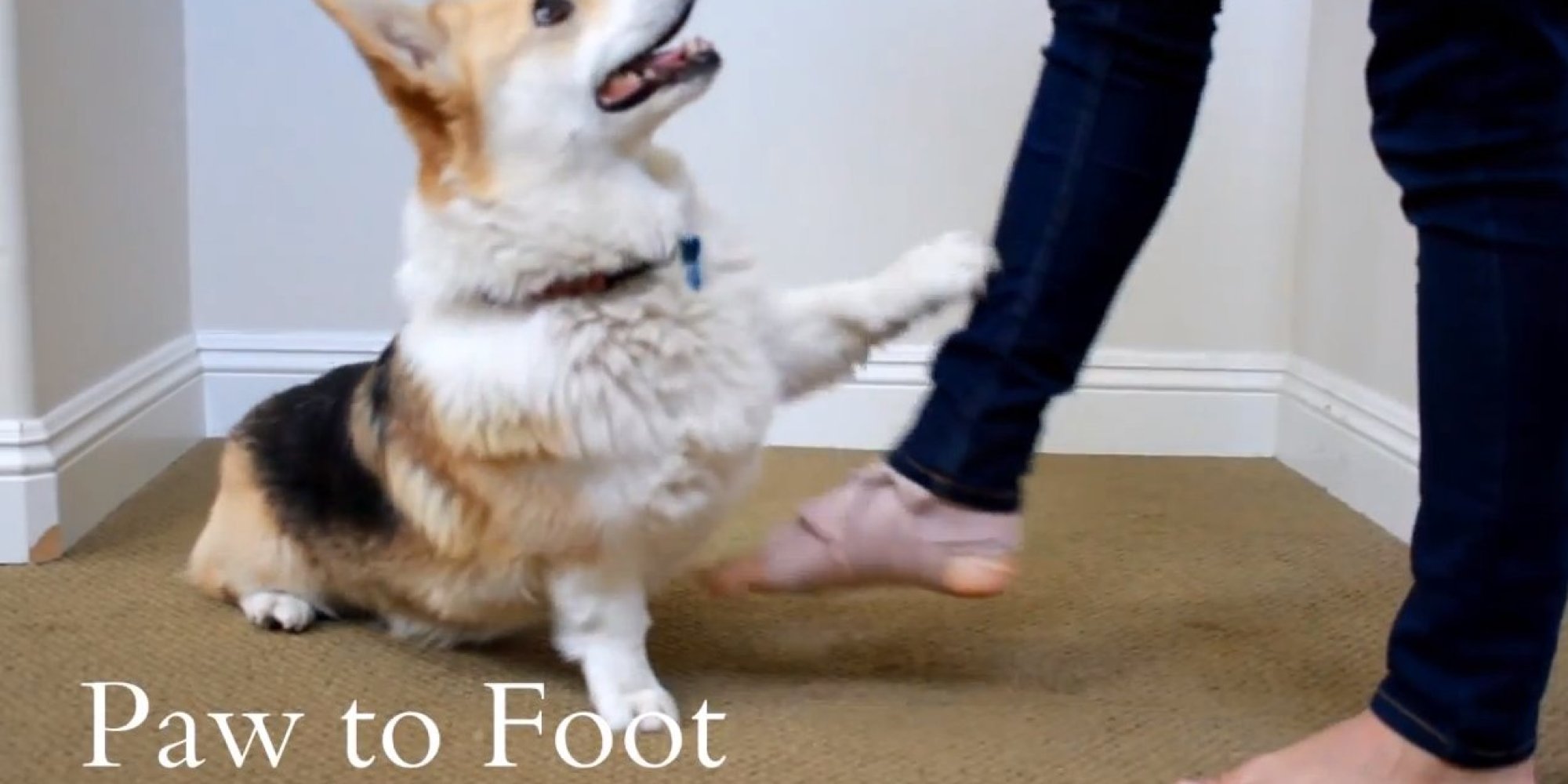 Napoleon The Has Some Tricks Up His Furry Sleeve HuffPost