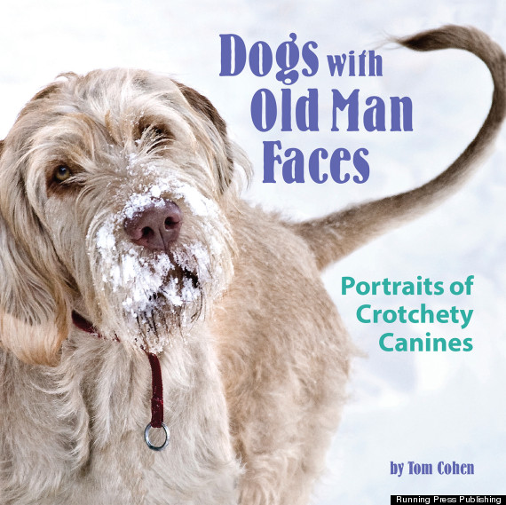 dogs with old man faces