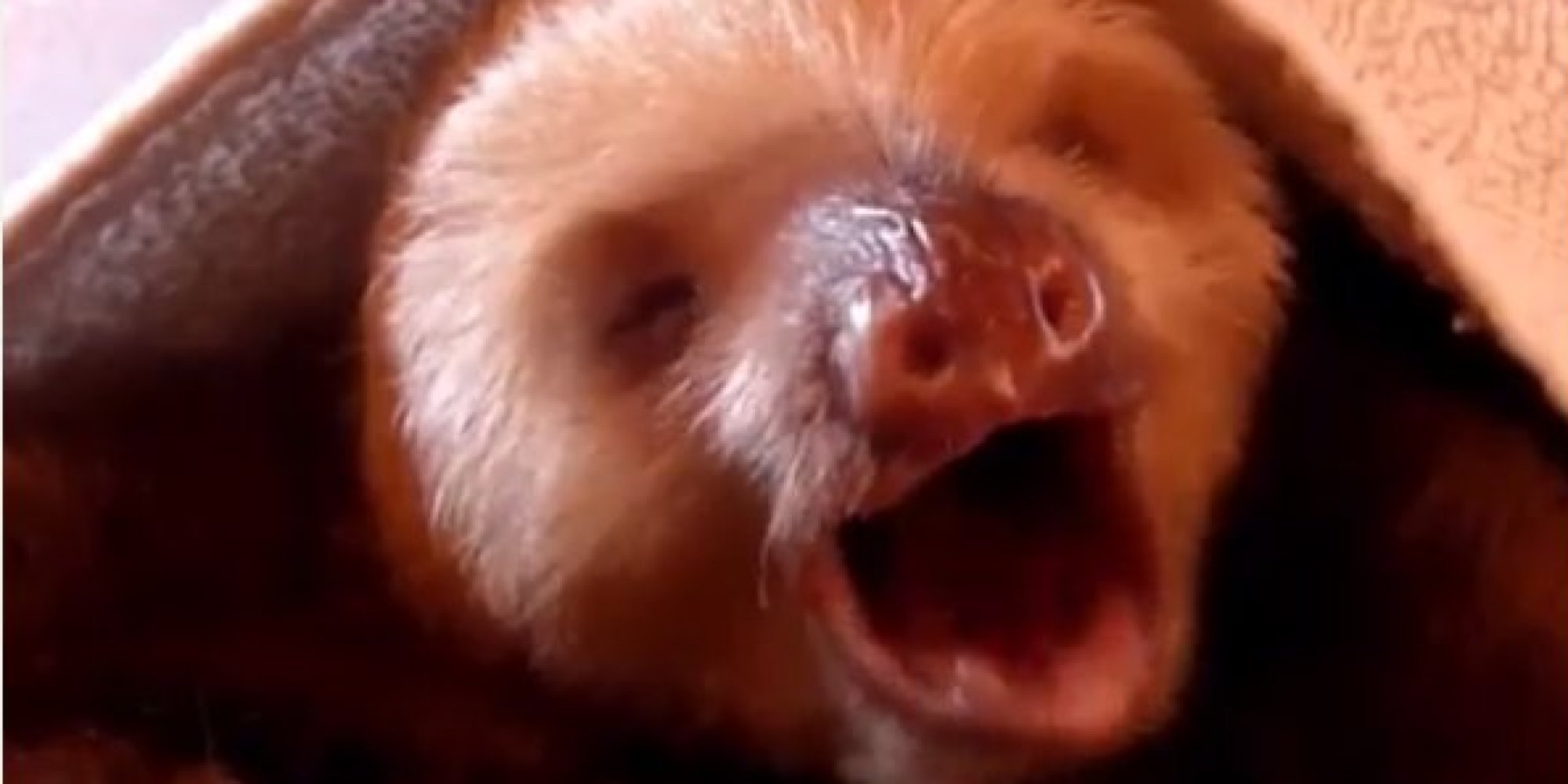 Stop What You're Doing And Watch This Sloth Sing Whitney Houston | HuffPost