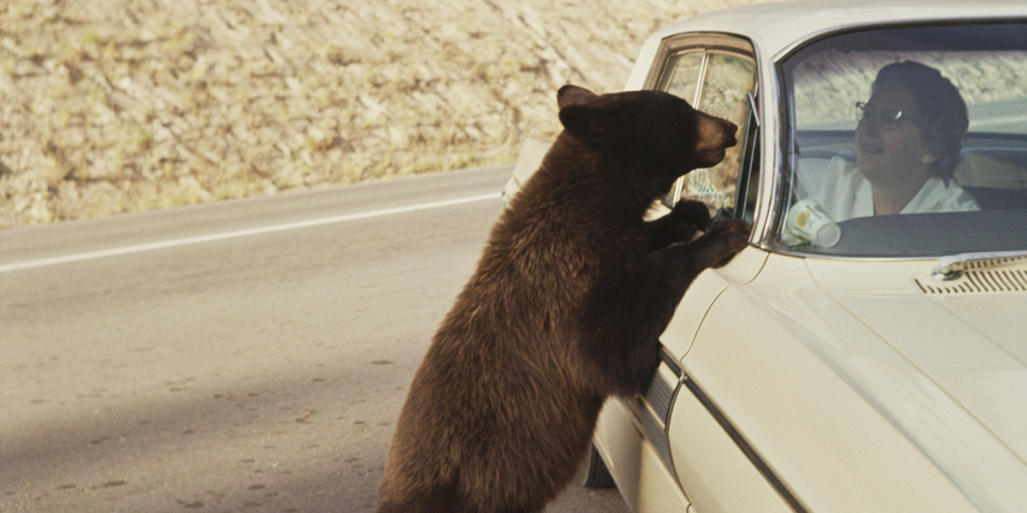 Hungry Bears Accidentally Locking Themselves In Cars, Say Truckee