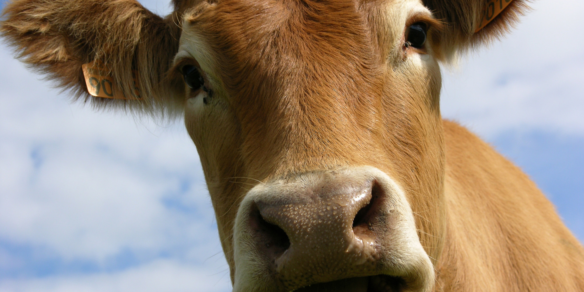 1 In 2000 Brits Could Be Carrying Proteins Linked To Mad Cow Disease 