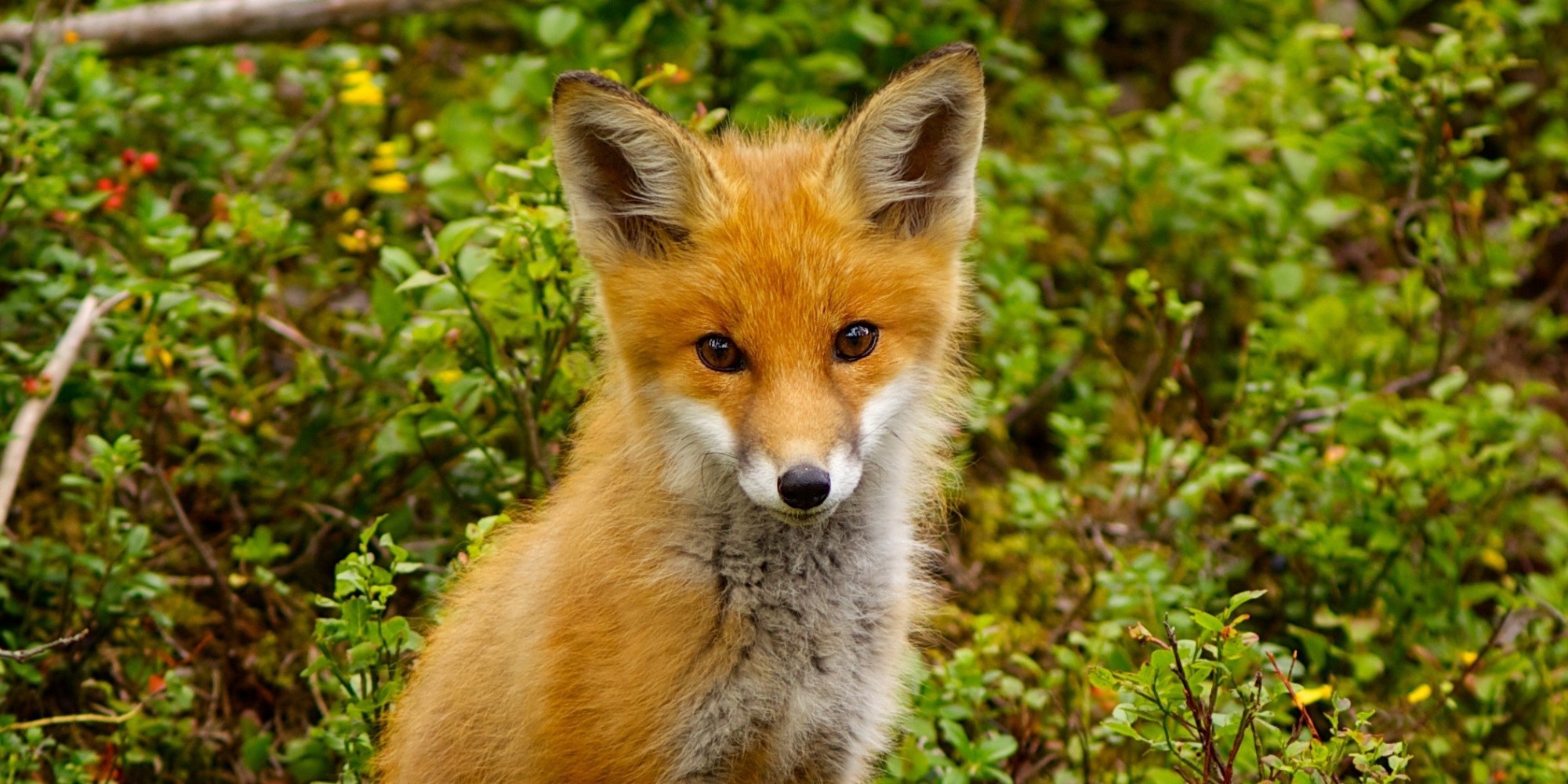 the-best-part-of-the-government-shutdown-is-that-a-fox-is-now-living-at