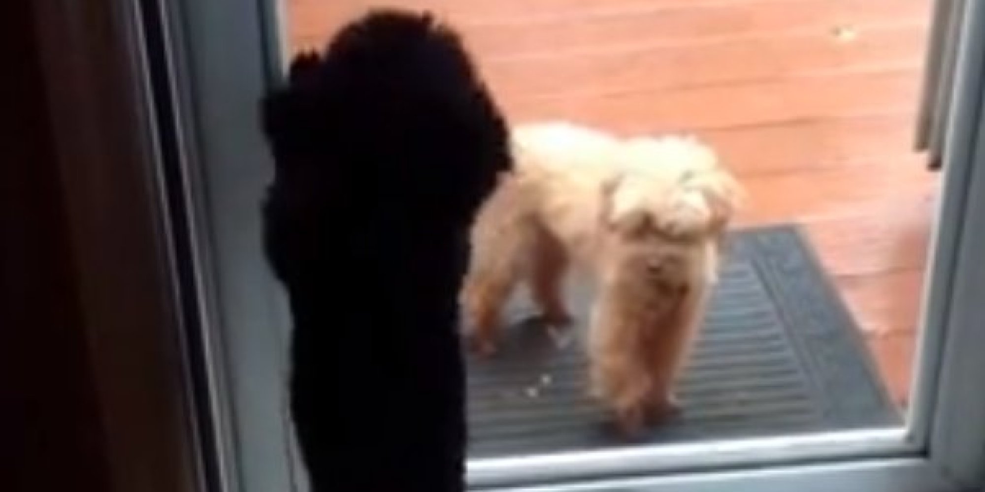 Dog Opens Door For Other Dog (VIDEO) HuffPost UK