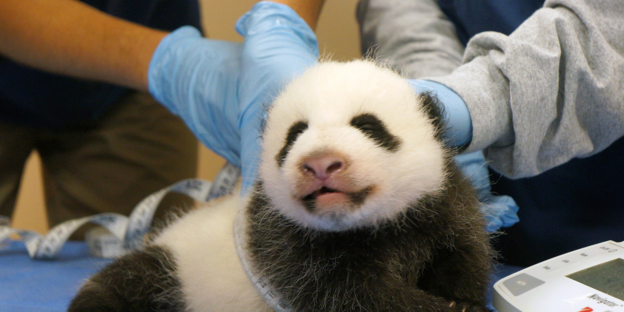 The Panda Cam Is Back, And Happiness Returns To The Universe