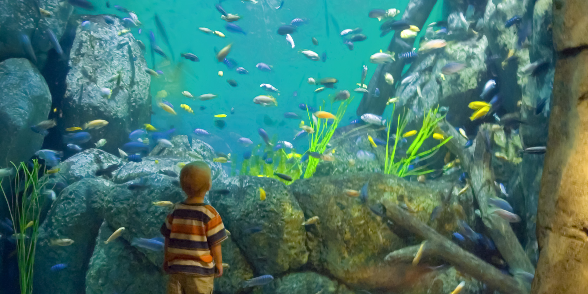 How to Take Children to an Aquarium  HuffPost