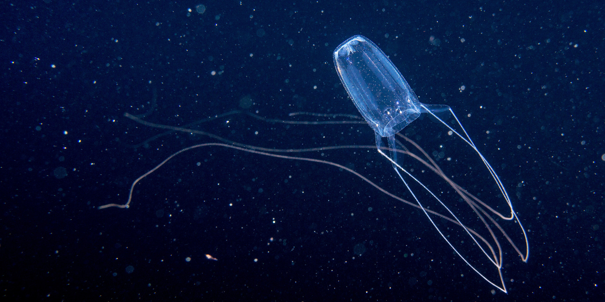 jellyfish-stings-an-increasing-public-health-concern-experts-say