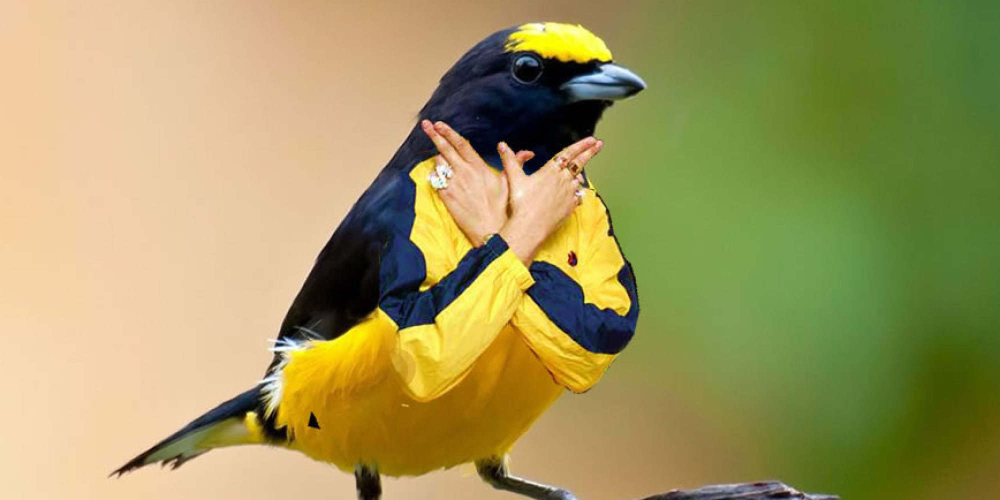 Birds With Arms Because Internet 6195