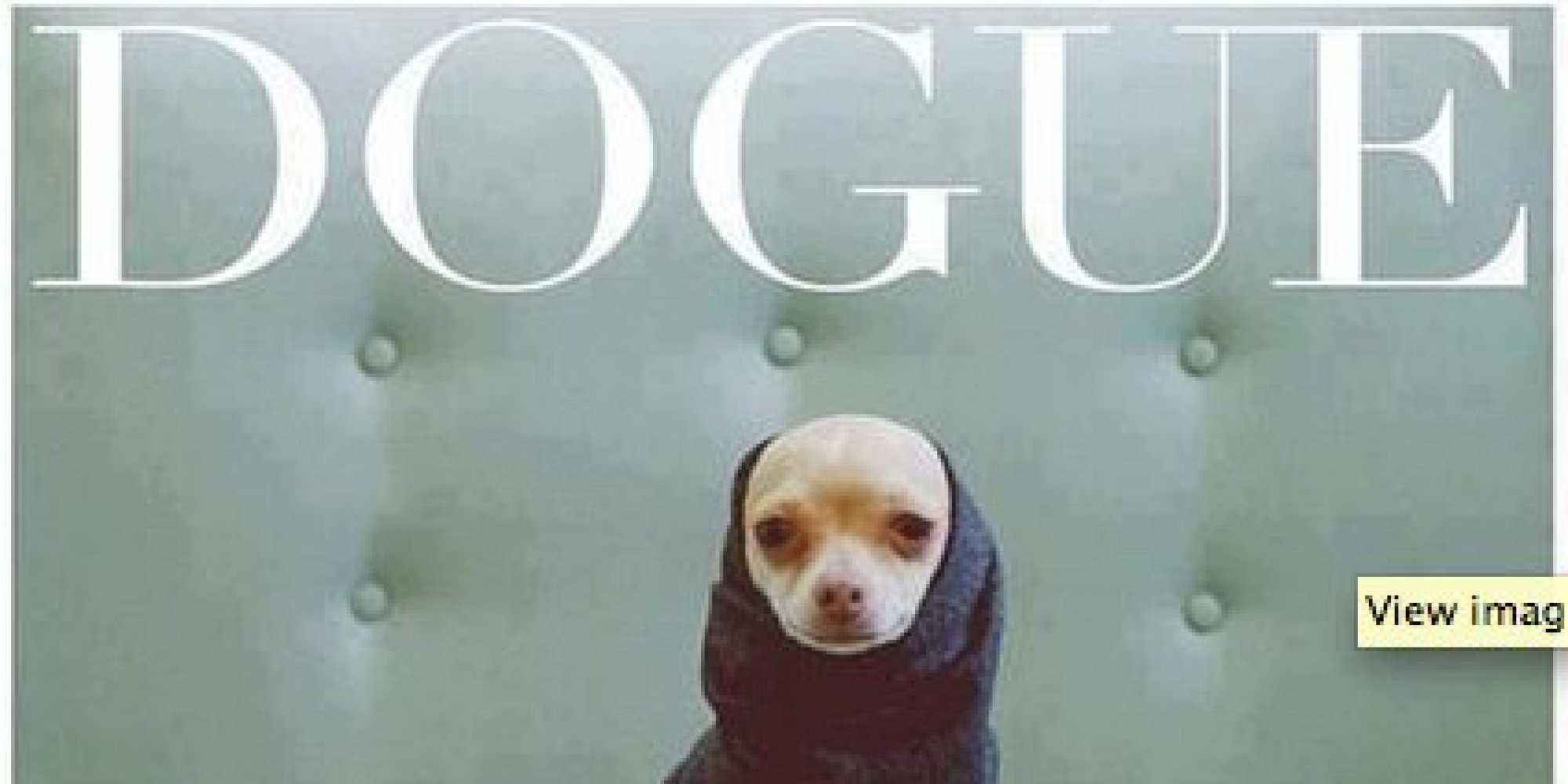 This Little Dogue Is The New Vogue Cover Model And More Tweets Of The Week