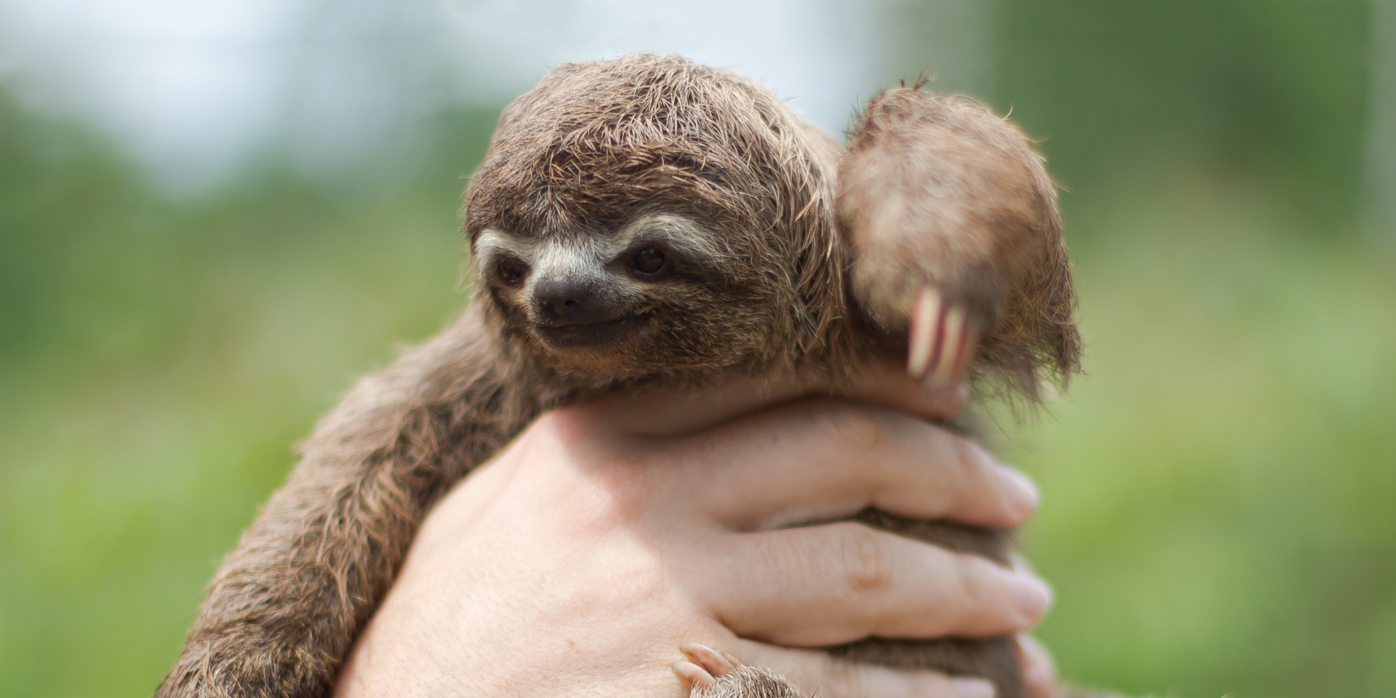 Image result for best pics of baby sloths