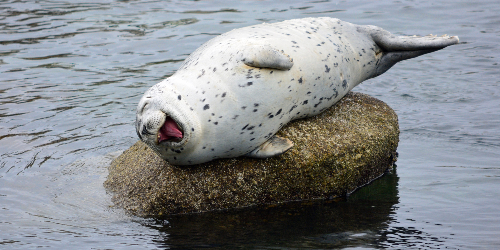 o-LAUGHING-SEAL-3-facebook.jpg