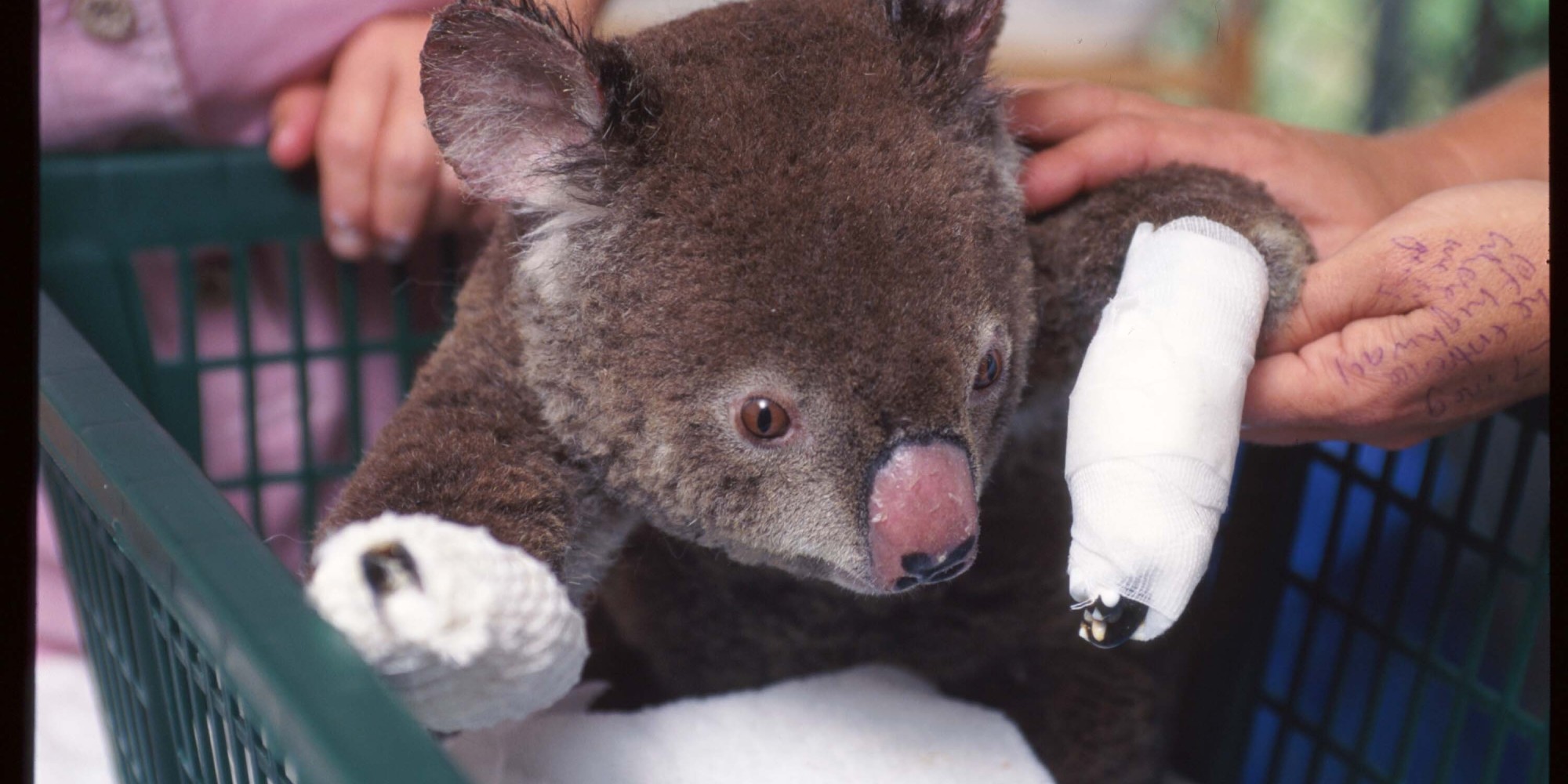 Australia Bushfires Koala Fears As Fires Rage In New South Wales Pictures Huffpost Uk