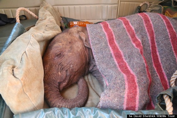 o-HE-DAVID-SHELDRICK-WILDLIFE-TRUST-570.