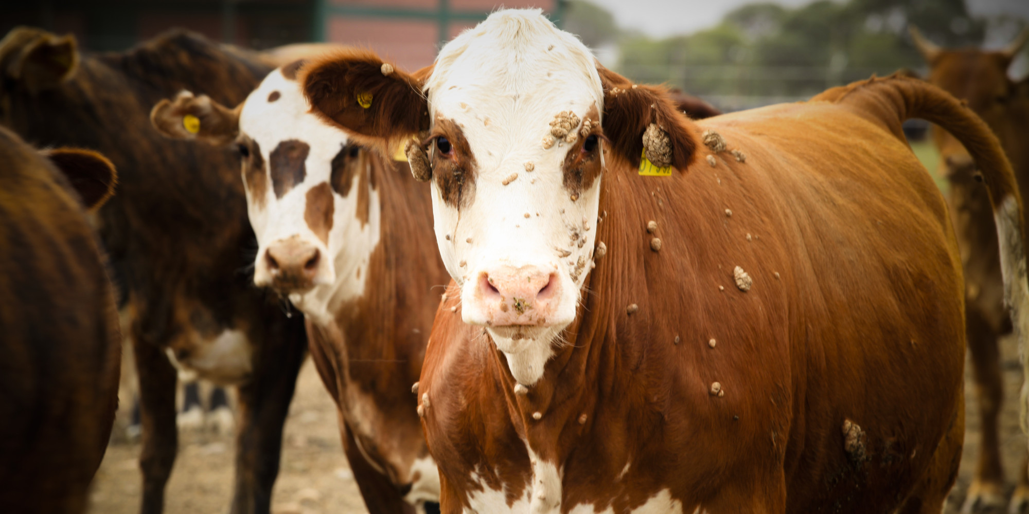 Natural Gas From Cows? Argentine Scientists Tap Methane In Bovine Burps