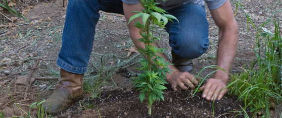 n-MARIJUANA-FARM-large570.jpg