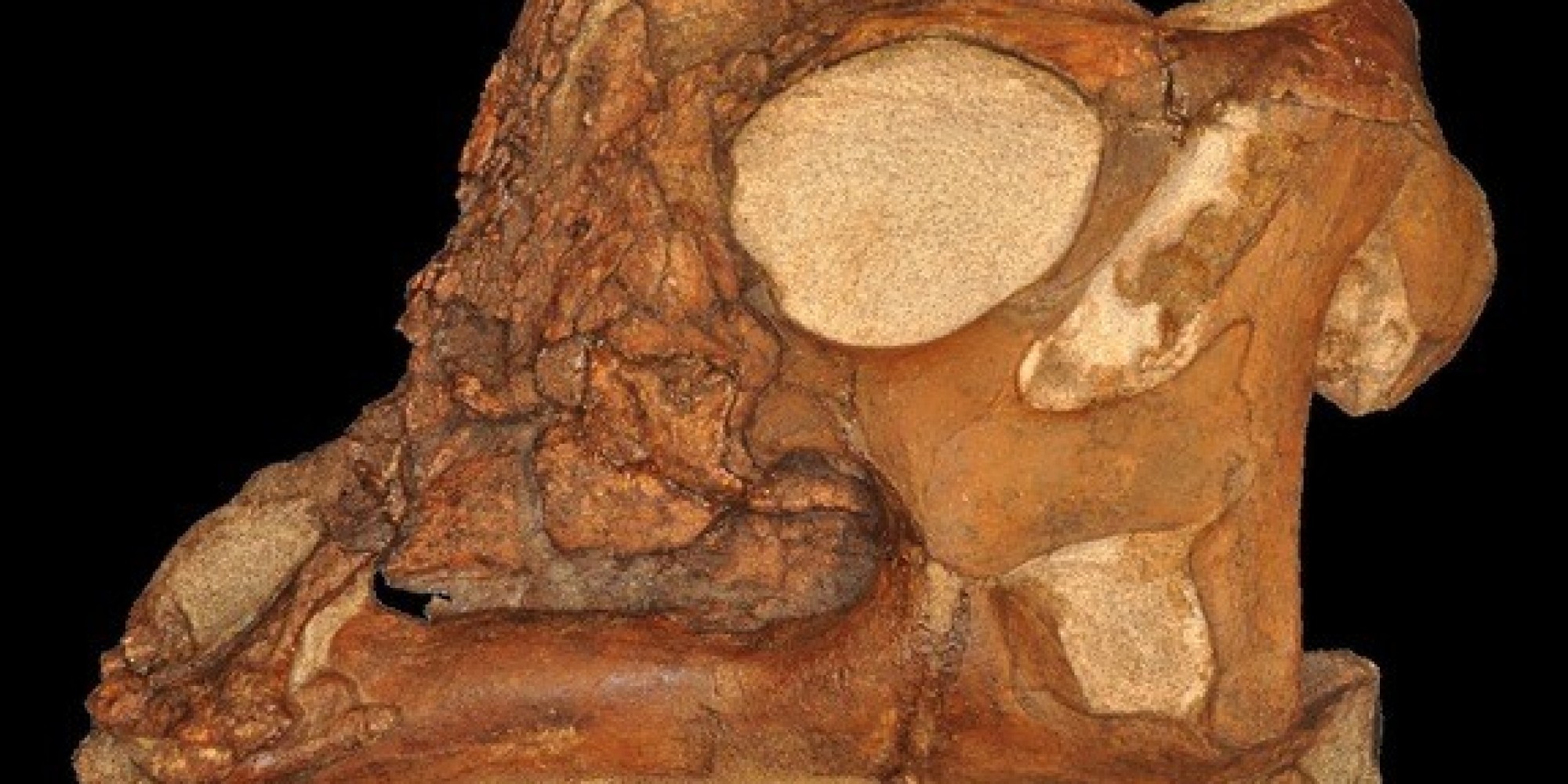 duck billed dinosaur fossil